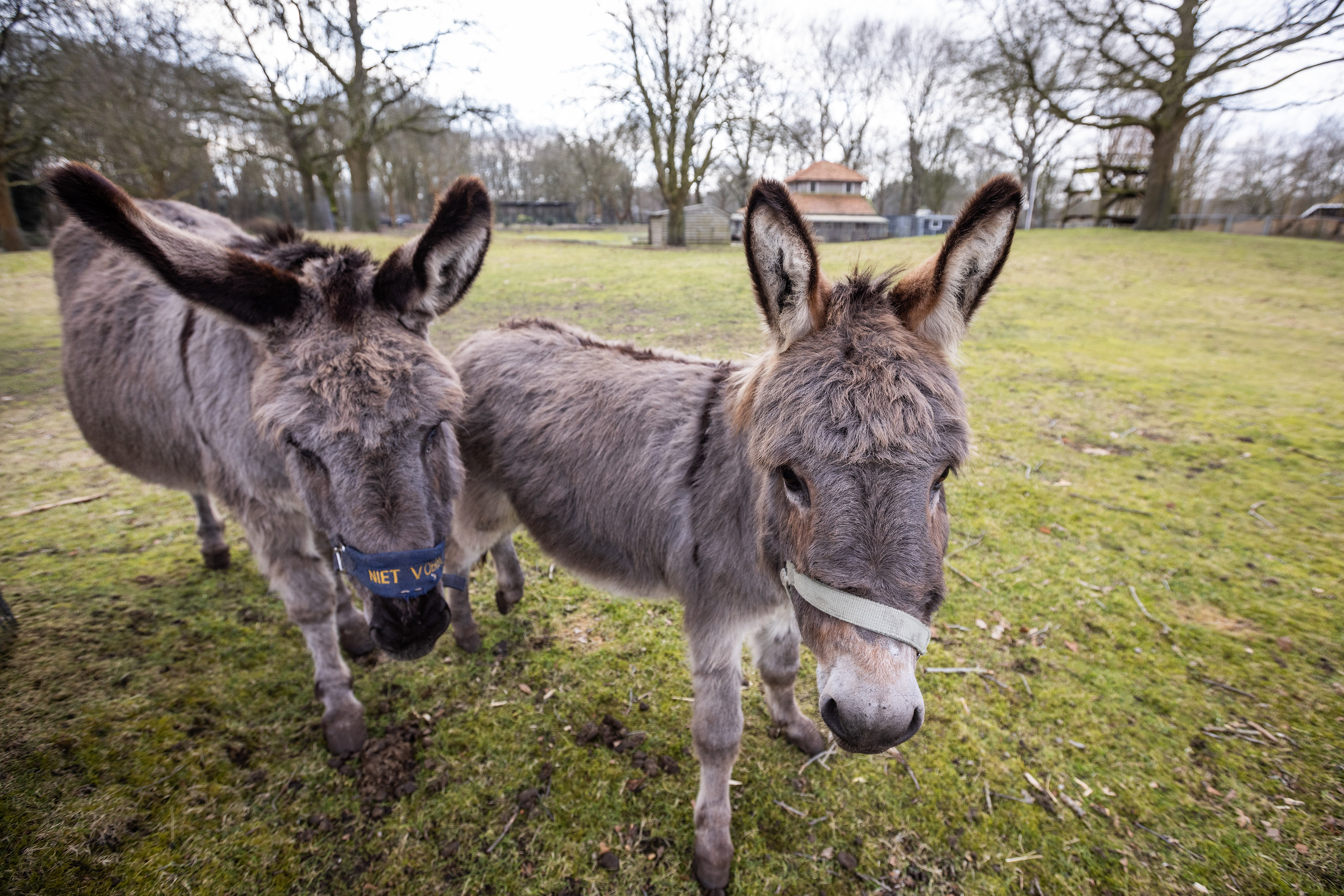 20260218KinderboerderijVeendam_20_HuismanMedia