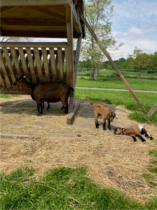 Geiten op de kinderboerderij van Veendam met een jong geitje
