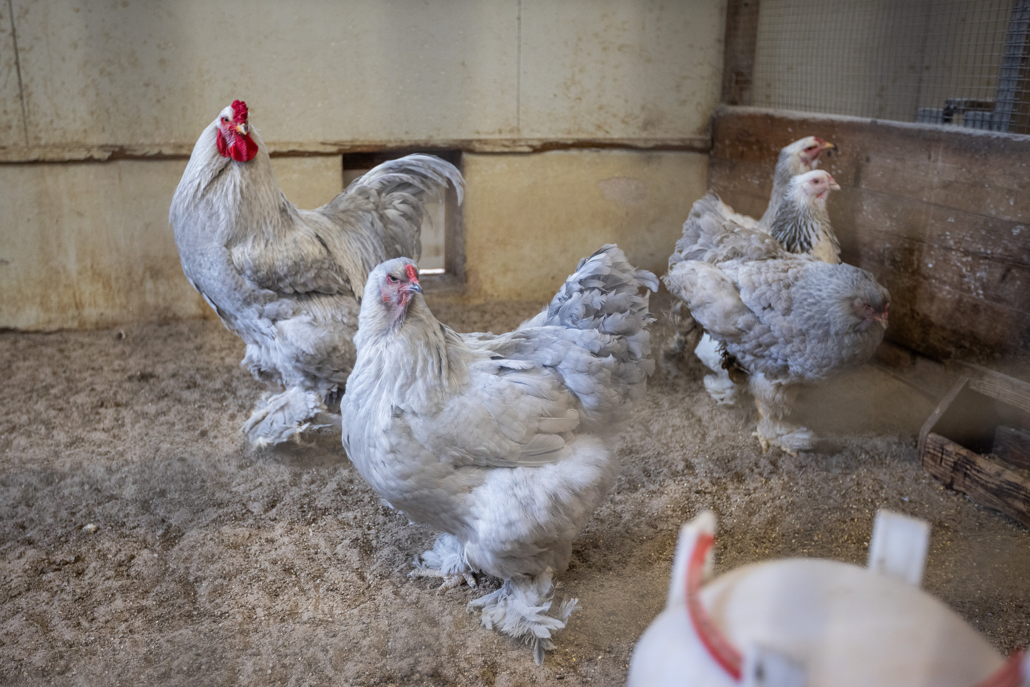 20260218KinderboerderijVeendam_13_HuismanMedia