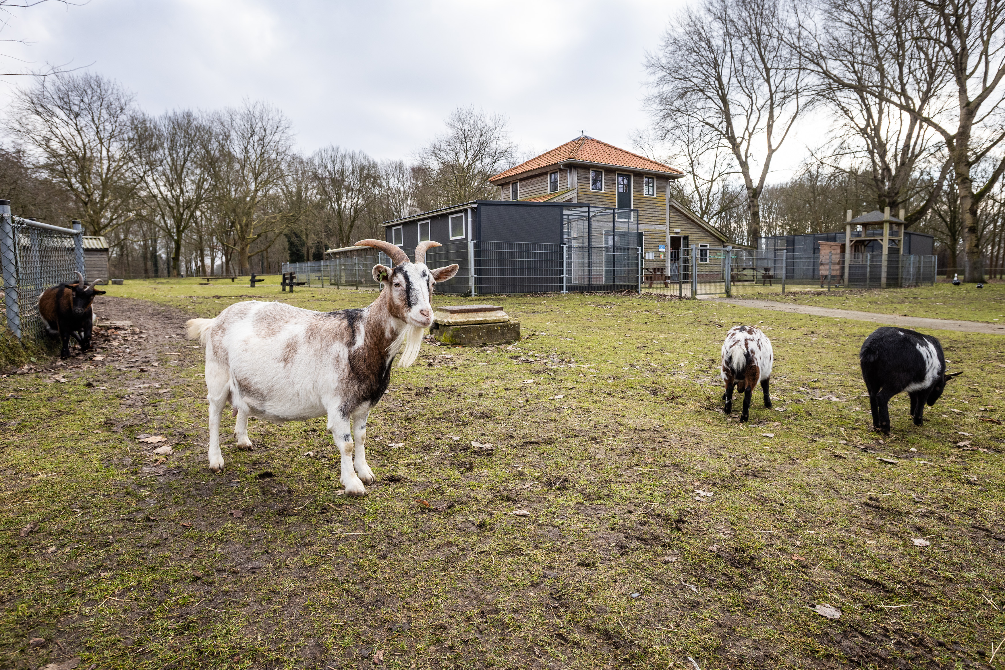 20260218KinderboerderijVeendam_18_HuismanMedia