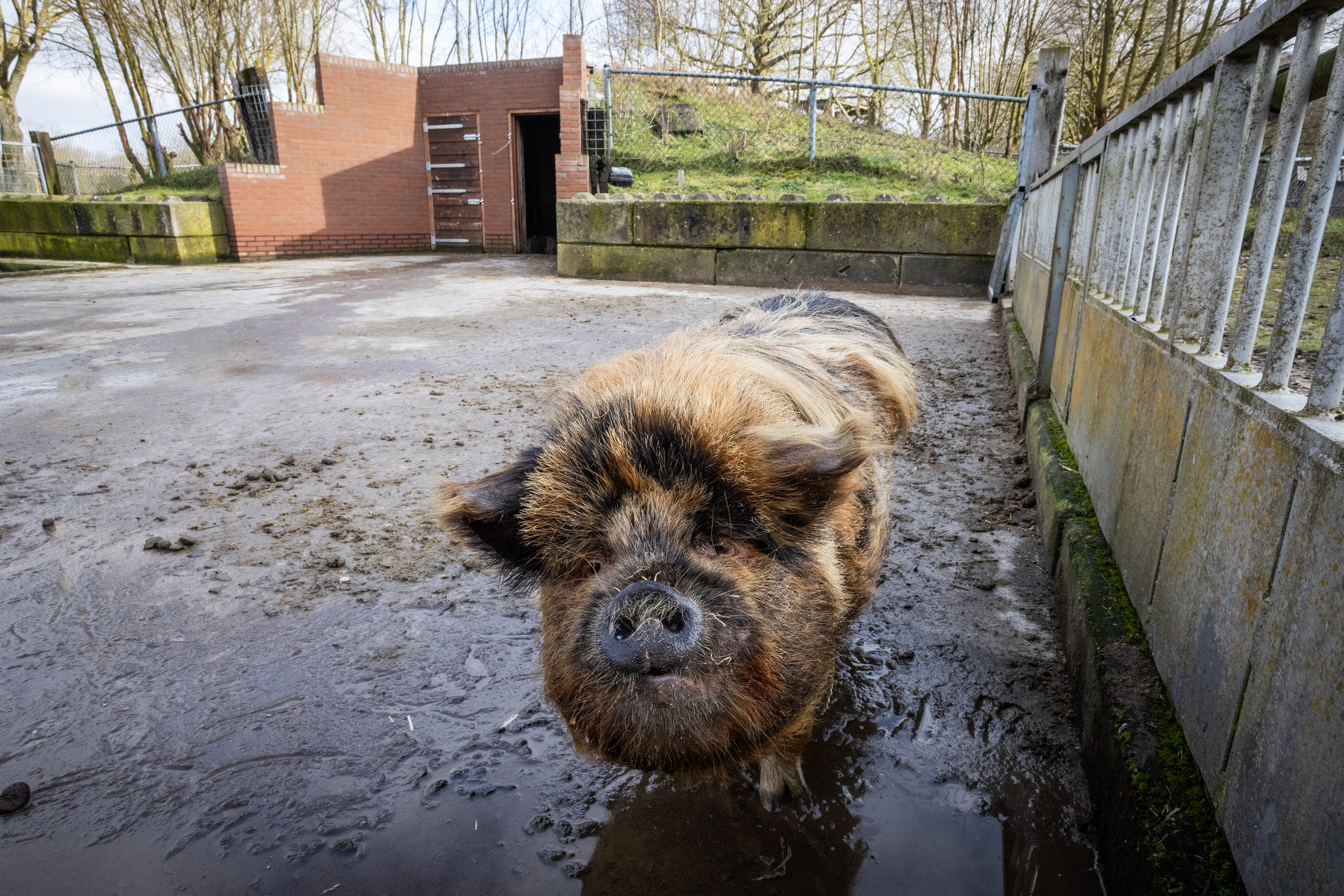 20260218KinderboerderijVeendam_07_HuismanMedia