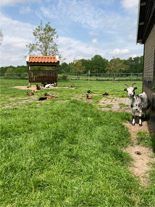 Geit kijkt in de camera op de kinderboerderij van Veendam