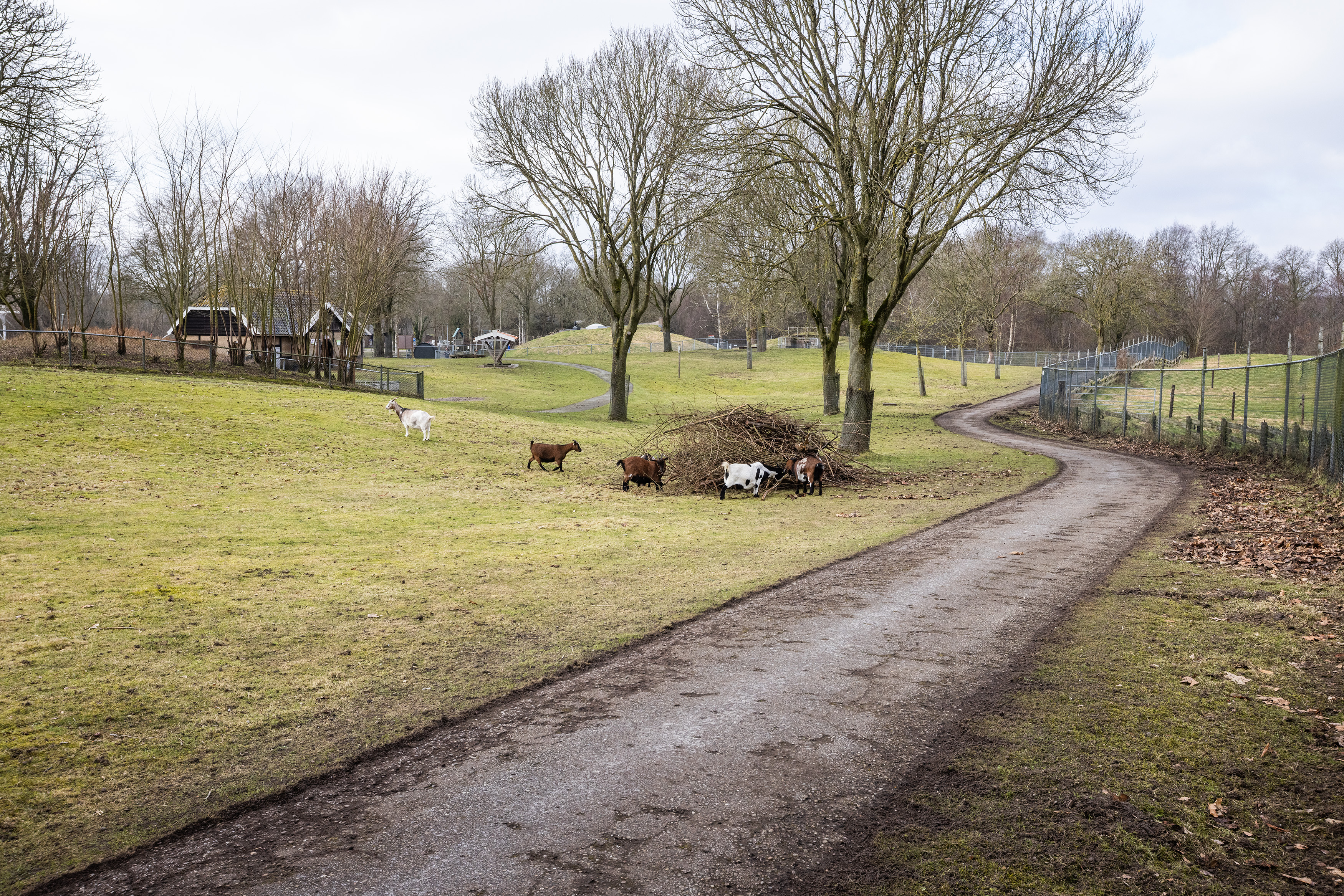20260218KinderboerderijVeendam_02_HuismanMedia
